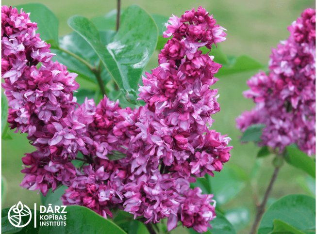 Syringa vulgaris   'Ikars'